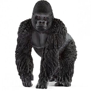 Gorilla, Male