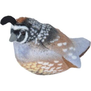 California Quail