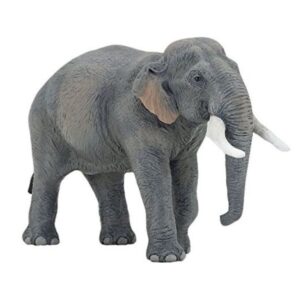 Asian Elephant
