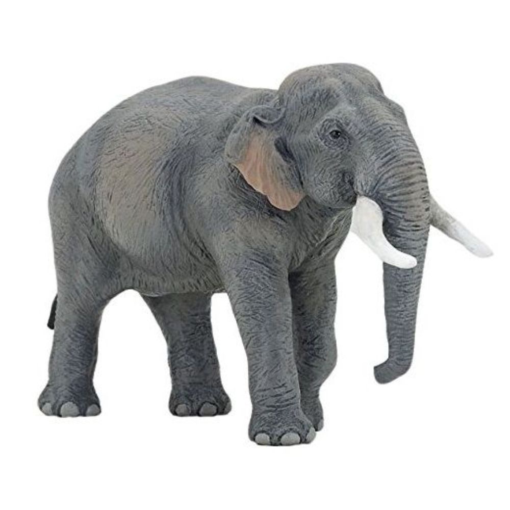 Asian Elephant