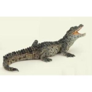 Baby Crocodile