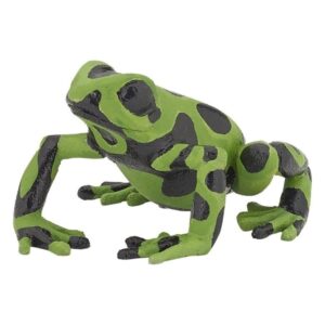 Equatorial Green Frog