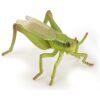 Grasshopper