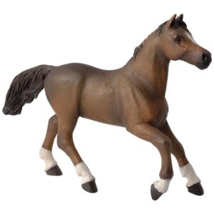 Anglo-Arabian Mare