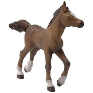 Anglo-Arabian Foal