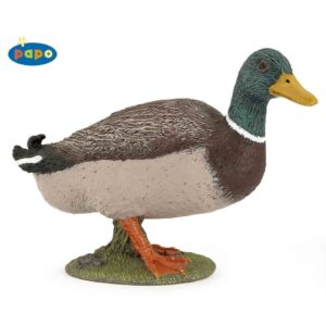 Mallard Duck