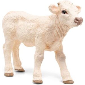 Charolais Calf