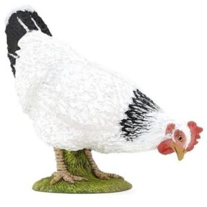 Pecking White Hen