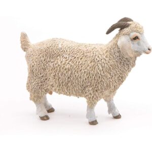 Angora Goat