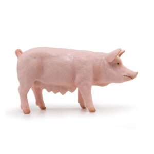 Sow