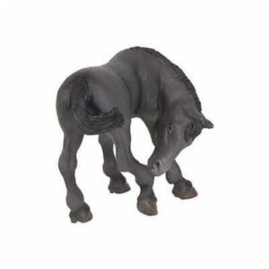 Black Lusitanian Foal