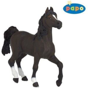 Arab Horse