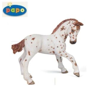 Appaloosa Foal