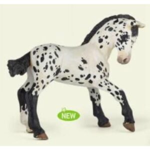 Black Appaloosa Foal