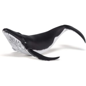 Whale Calf