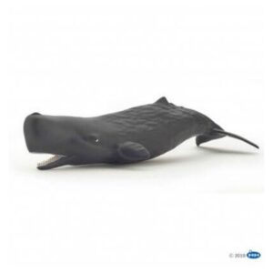 Sperm Whale Calf