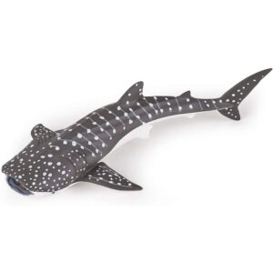 Young Whale Shark