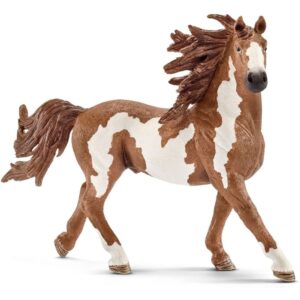 Pinto Stallion