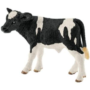 Holstein Calf