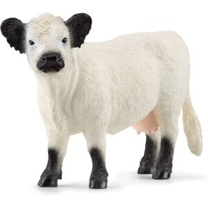 Galloway Cattle