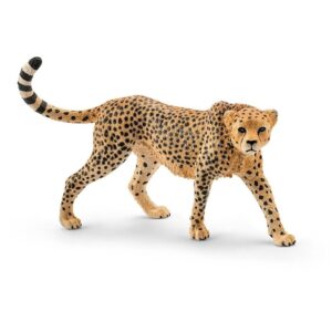 Cheetah, Female