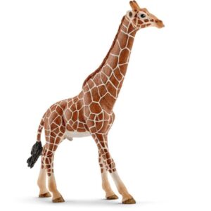 Giraffe, Male