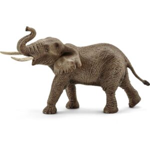 African Elephant, Male
