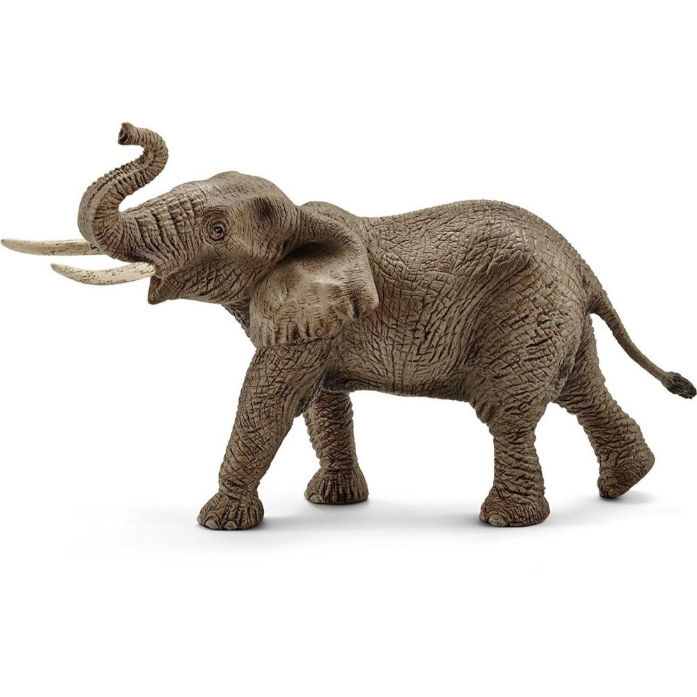 African Elephant, Male