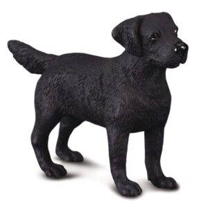 Labrador Retriever Dog