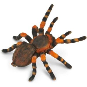 Mexican Redknee Tarantula