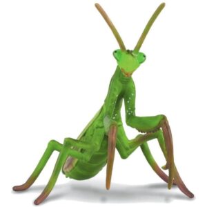 Praying Mantis