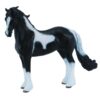 Barock Pinto Stallion Horse