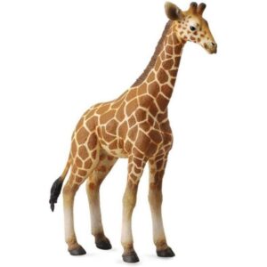 Reticulated Giraffe Calf