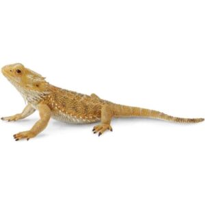 Bearded Dragon Lizard
