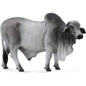 Brahman Bull