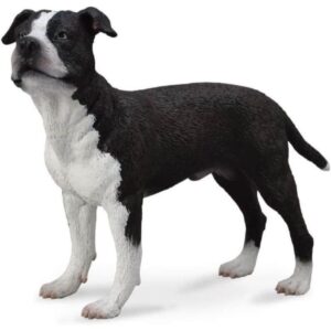 American Staffordshire Terrier