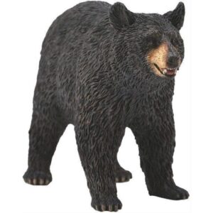 American Black Bear
