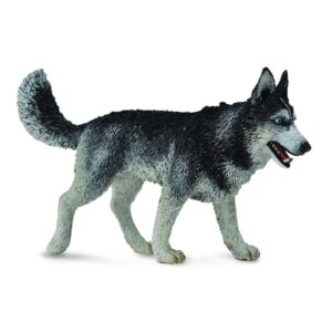 Siberian Husky Dog