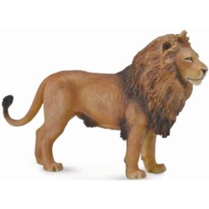 African Lion