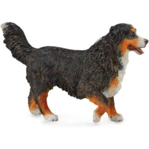 Bernese Mountain Dog