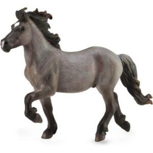 Icelandic Blue Dun Stallion