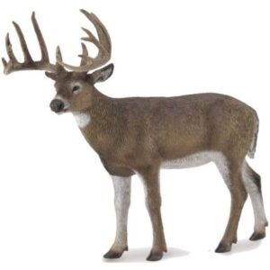 White Tailed Deer