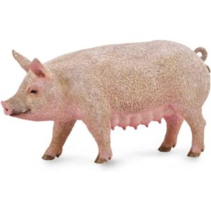 Sow