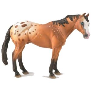Appaloosa Stallion