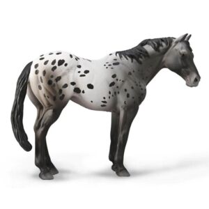 Appaloosa Blue Roan