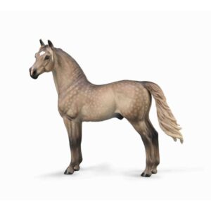 Morgan Stallion