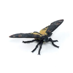 Moth
