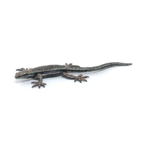 Common Lizard