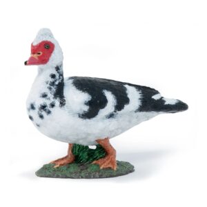 Muscovy Duck