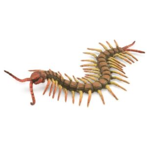 Centipede